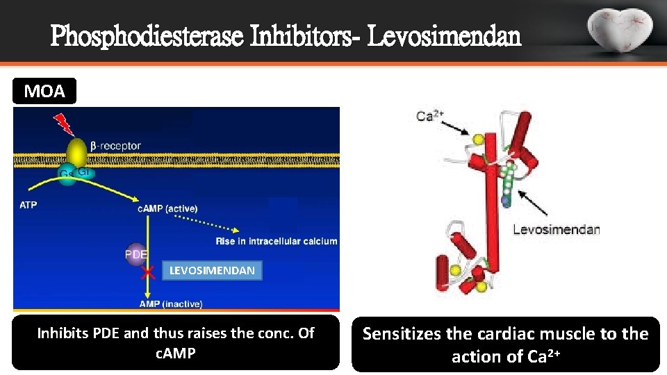 Phosphodiesterase Inhibitors- Levosimendan MOA LEVOSIMENDAN Inhibits PDE and thus raises the conc. Of c.