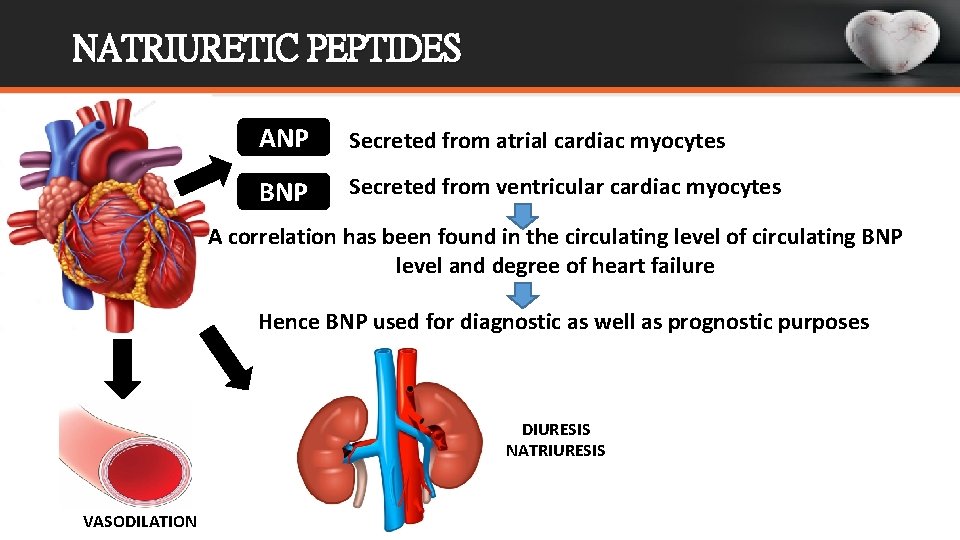 NATRIURETIC PEPTIDES ANP Secreted from atrial cardiac myocytes BNP Secreted from ventricular cardiac myocytes