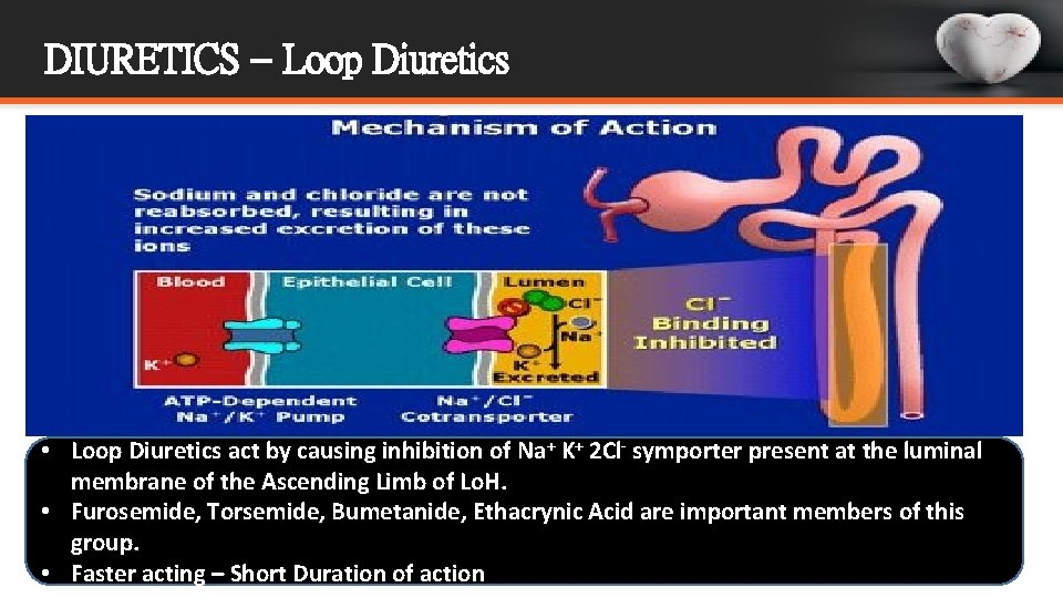 DIURETICS – Loop Diuretics • Loop Diuretics act by causing inhibition of Na+ K+