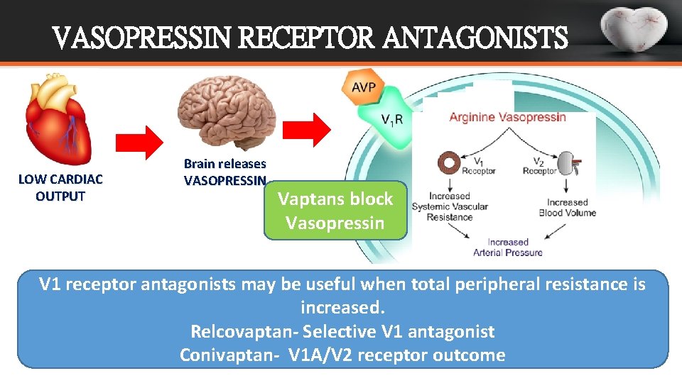 VASOPRESSIN RECEPTOR ANTAGONISTS LOW CARDIAC OUTPUT Brain releases VASOPRESSIN Vaptans block Vasopressin V 1