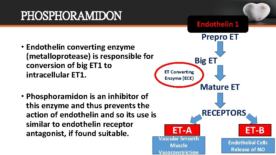 PHOSPHORAMIDON • Endothelin converting enzyme (metalloprotease) is responsible for conversion of big ET 1