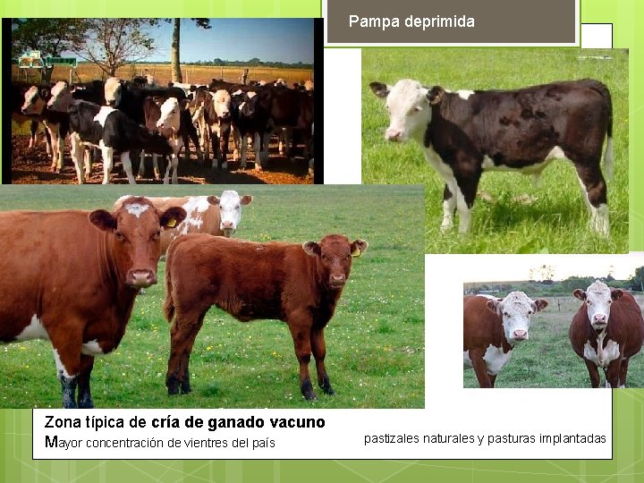 Pampa deprimida Zona típica de cría de ganado vacuno Mayor concentración de vientres del