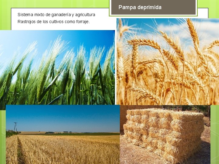 Pampa deprimida Sistema mixto de ganadería y agricultura Rastrojos de los cultivos como forraje.