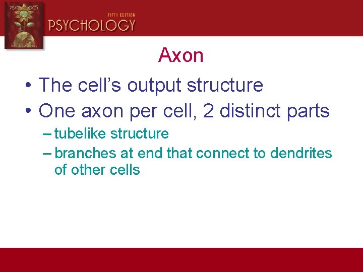 Axon • The cell’s output structure • One axon per cell, 2 distinct parts