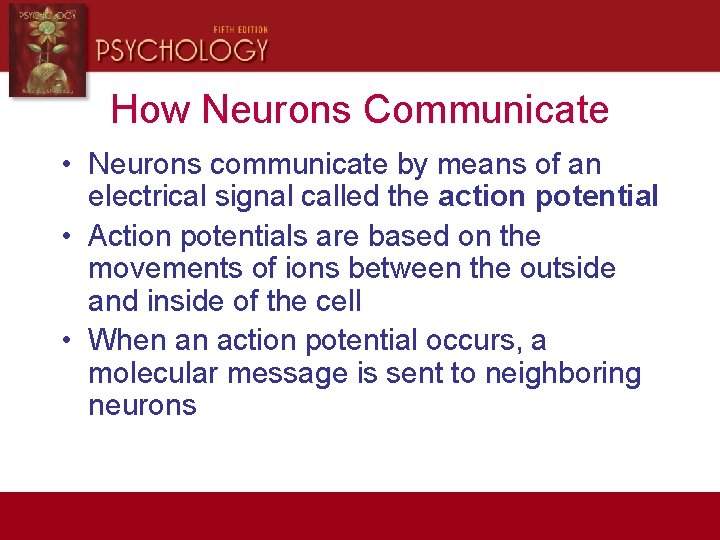 How Neurons Communicate • Neurons communicate by means of an electrical signal called the