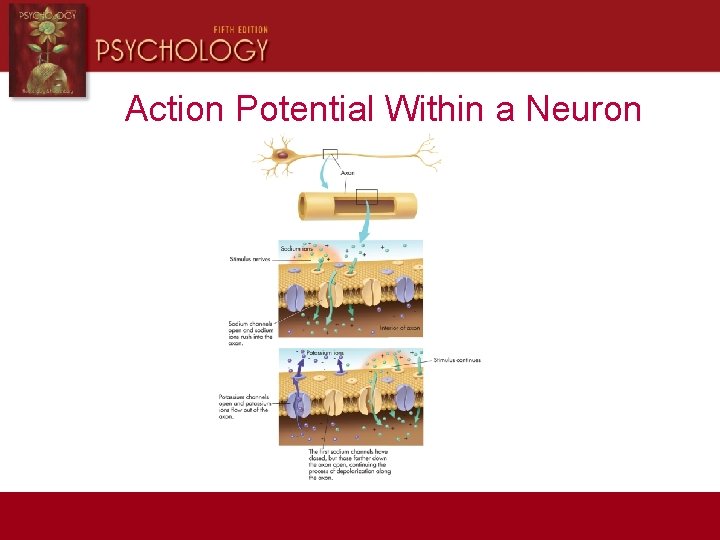 Action Potential Within a Neuron 