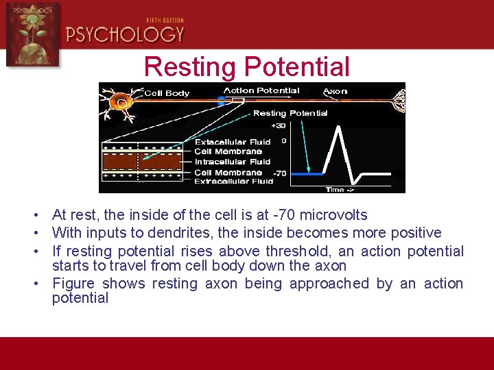 Resting Potential • At rest, the inside of the cell is at -70 microvolts
