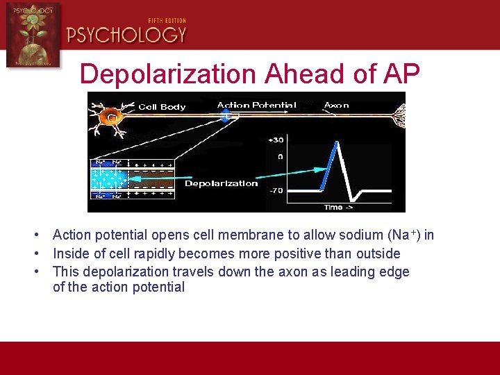 Depolarization Ahead of AP • Action potential opens cell membrane to allow sodium (Na+)