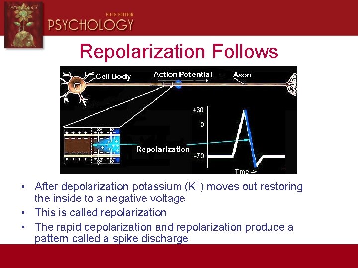 Repolarization Follows • After depolarization potassium (K+) moves out restoring the inside to a