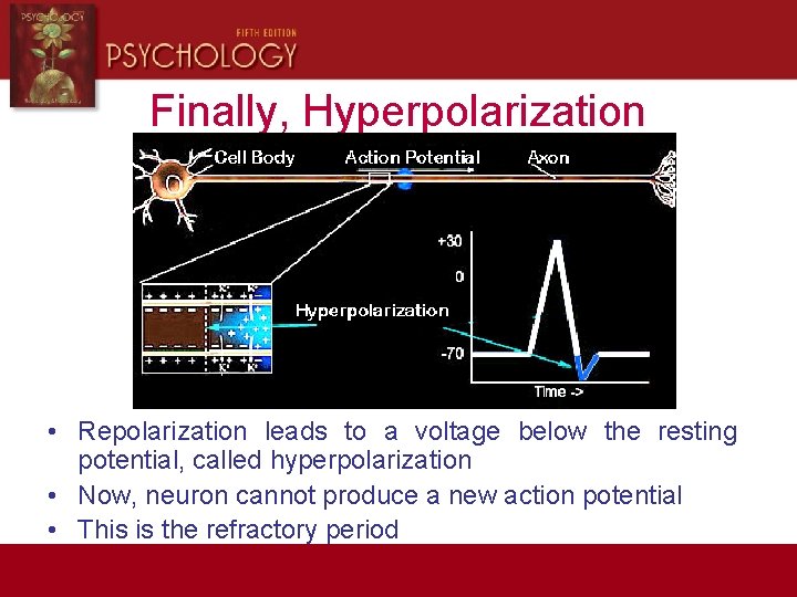 Finally, Hyperpolarization • Repolarization leads to a voltage below the resting potential, called hyperpolarization