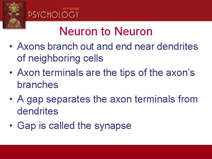 Neuron to Neuron • Axons branch out and end near dendrites of neighboring cells