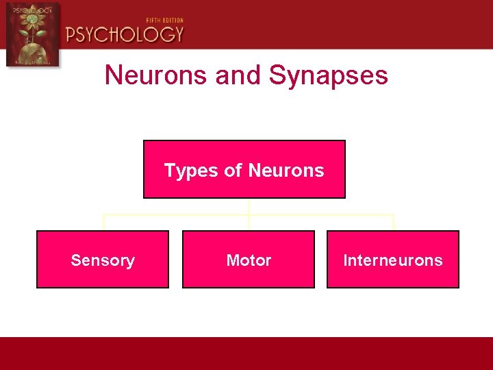 Neurons and Synapses Types of Neurons Sensory Motor Interneurons 
