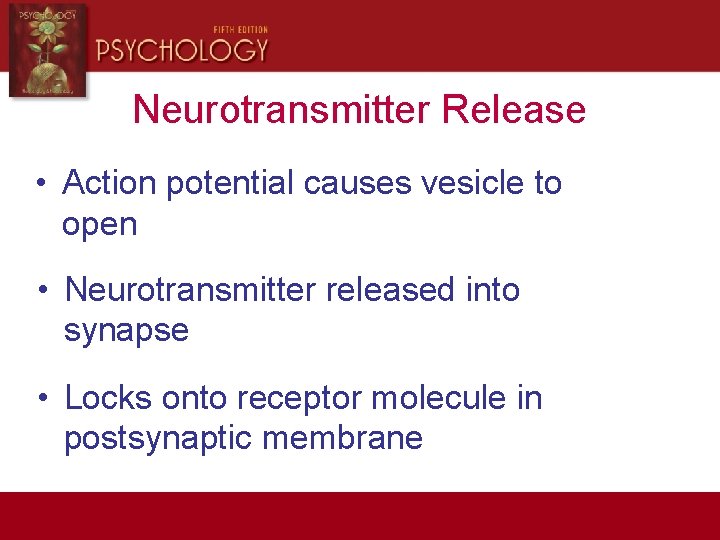 Neurotransmitter Release • Action potential causes vesicle to open • Neurotransmitter released into synapse