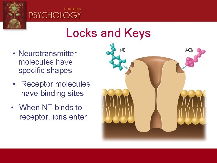 Locks and Keys • Neurotransmitter molecules have specific shapes • Receptor molecules have binding