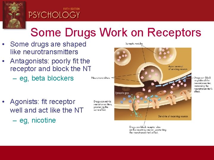 Some Drugs Work on Receptors • Some drugs are shaped like neurotransmitters • Antagonists: