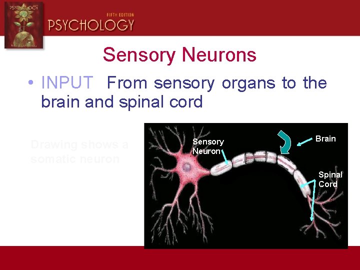Sensory Neurons • INPUT From sensory organs to the brain and spinal cord Drawing