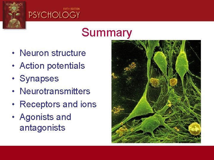 Summary • • • Neuron structure Action potentials Synapses Neurotransmitters Receptors and ions Agonists