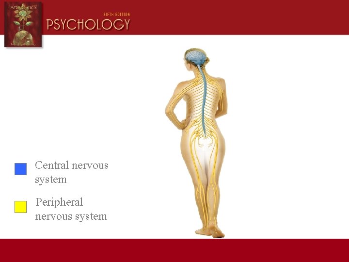 Central nervous system Peripheral nervous system 