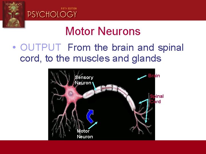 Motor Neurons • OUTPUT From the brain and spinal cord, to the muscles and