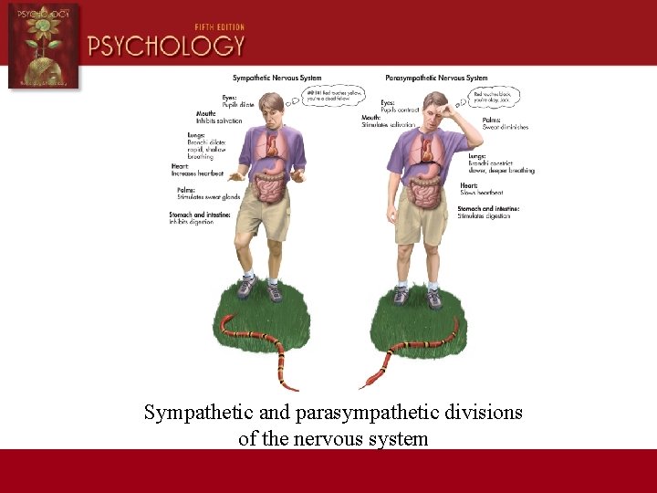 Sympathetic and parasympathetic divisions of the nervous system 