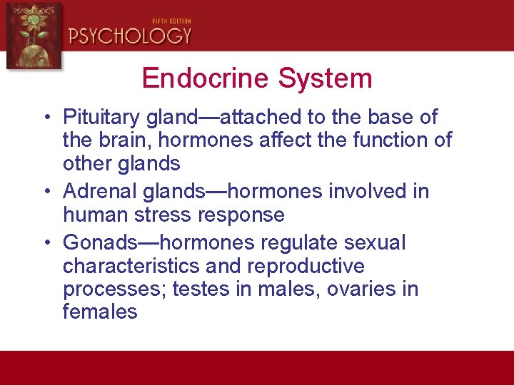 Endocrine System • Pituitary gland—attached to the base of the brain, hormones affect the