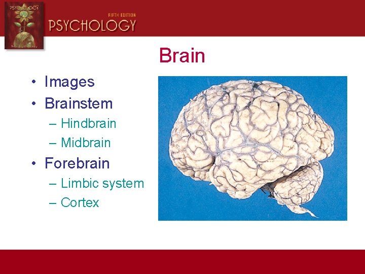 Brain • Images • Brainstem – Hindbrain – Midbrain • Forebrain – Limbic system