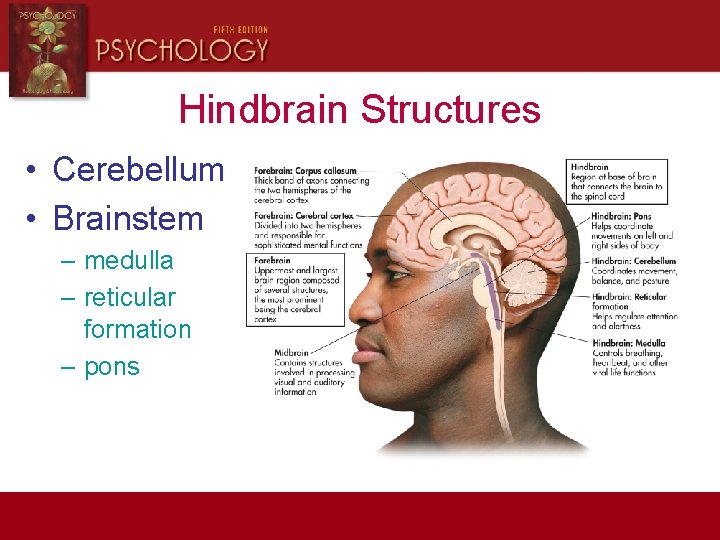 Hindbrain Structures • Cerebellum • Brainstem – medulla – reticular formation – pons 
