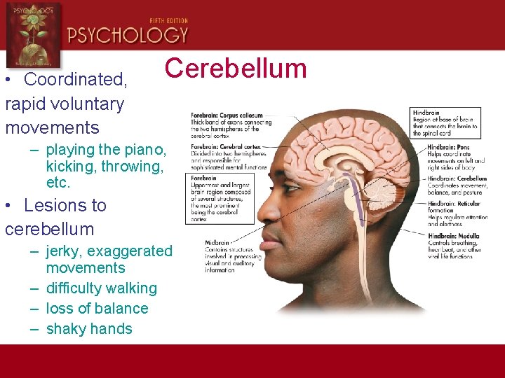  • Coordinated, rapid voluntary movements Cerebellum – playing the piano, kicking, throwing, etc.