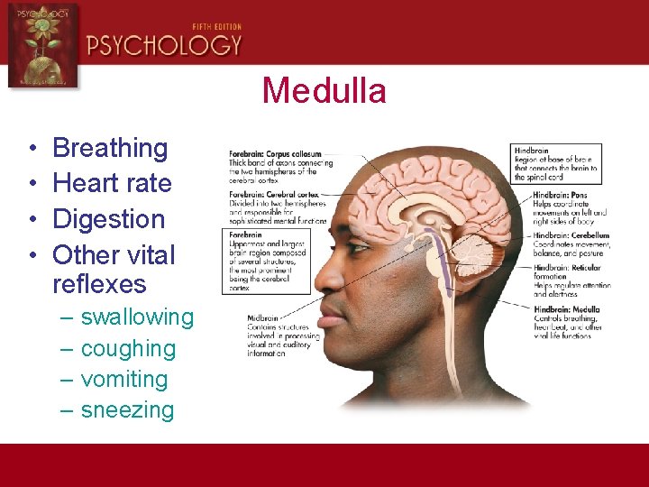 Medulla • • Breathing Heart rate Digestion Other vital reflexes – swallowing – coughing