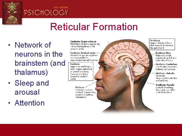 Reticular Formation • Network of neurons in the brainstem (and thalamus) • Sleep and