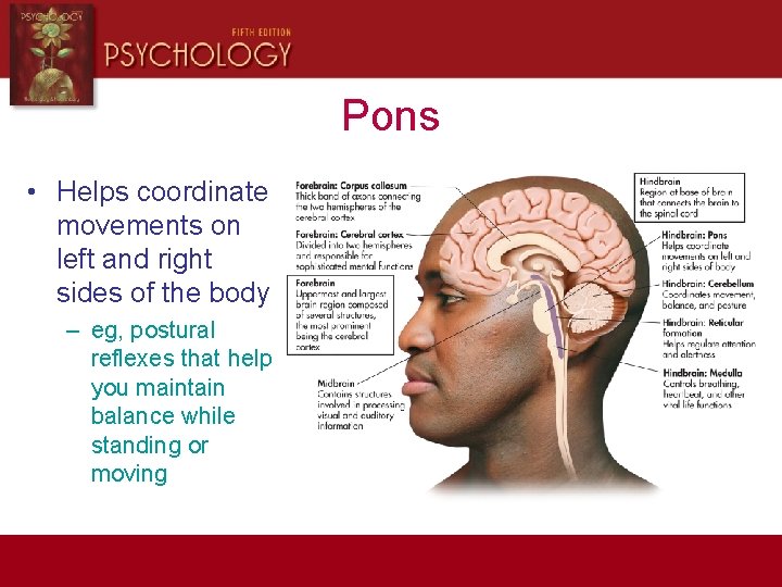 Pons • Helps coordinate movements on left and right sides of the body –