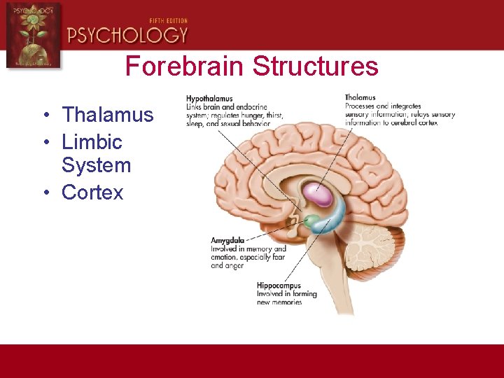 Forebrain Structures • Thalamus • Limbic System • Cortex 