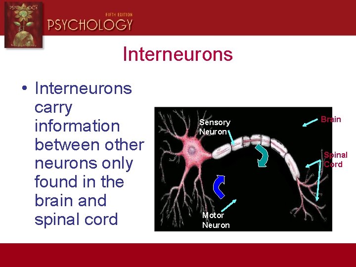 Interneurons • Interneurons carry information between other neurons only found in the brain and