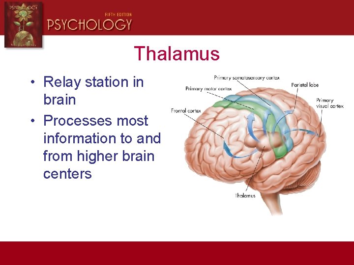Thalamus • Relay station in brain • Processes most information to and from higher