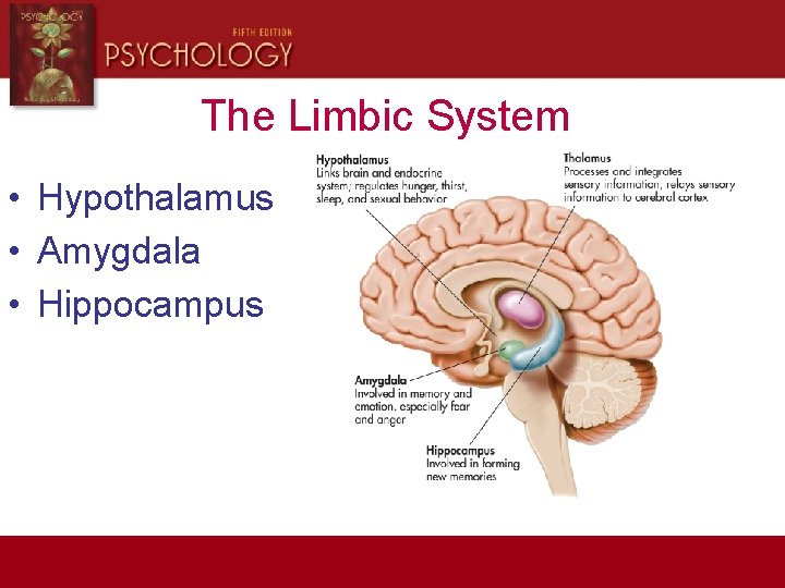 The Limbic System • Hypothalamus • Amygdala • Hippocampus 