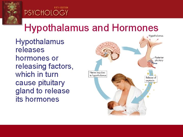 Hypothalamus and Hormones Hypothalamus releases hormones or releasing factors, which in turn cause pituitary
