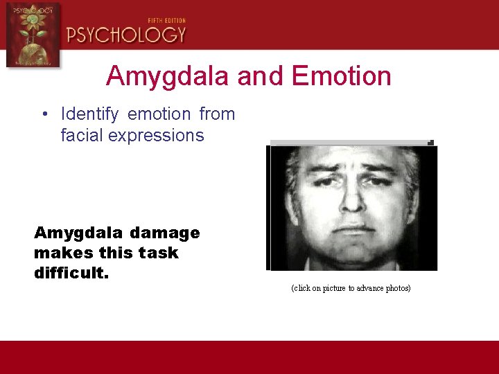 Amygdala and Emotion • Identify emotion from facial expressions Amygdala damage makes this task