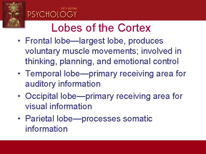 Lobes of the Cortex • Frontal lobe—largest lobe, produces voluntary muscle movements; involved in