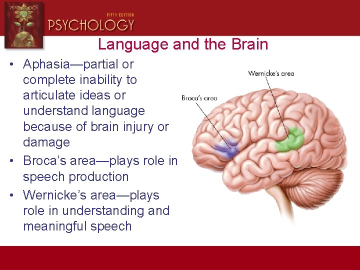Language and the Brain • Aphasia—partial or complete inability to articulate ideas or understand