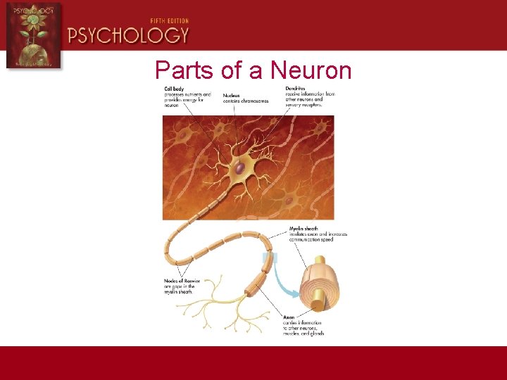 Parts of a Neuron 