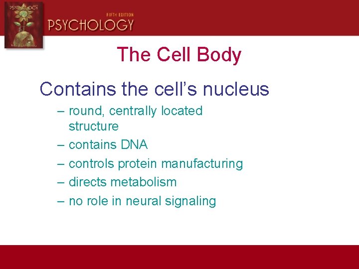 The Cell Body Contains the cell’s nucleus – round, centrally located structure – contains