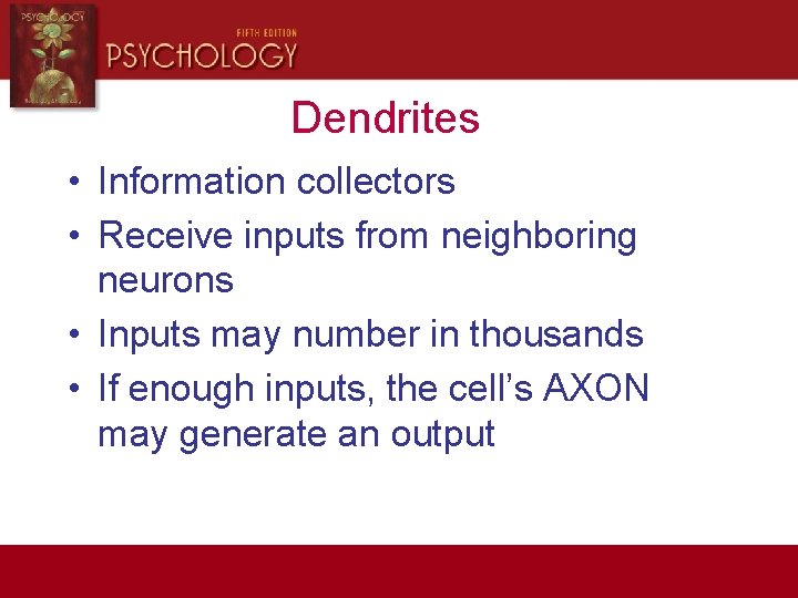 Dendrites • Information collectors • Receive inputs from neighboring neurons • Inputs may number