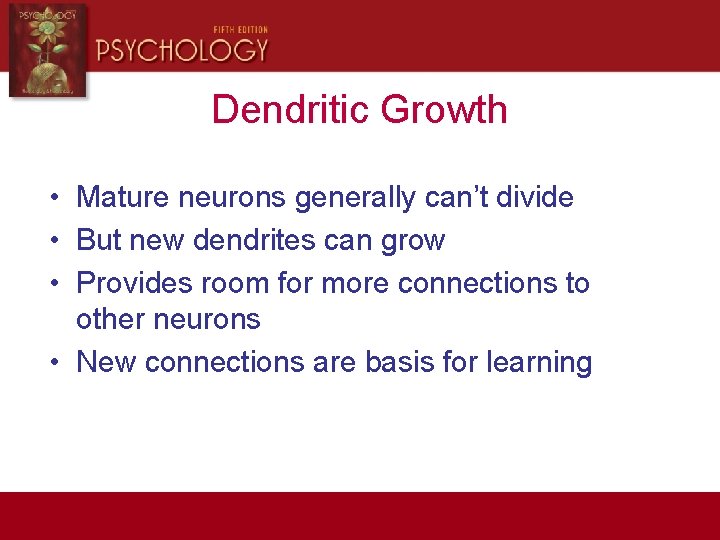 Dendritic Growth • Mature neurons generally can’t divide • But new dendrites can grow