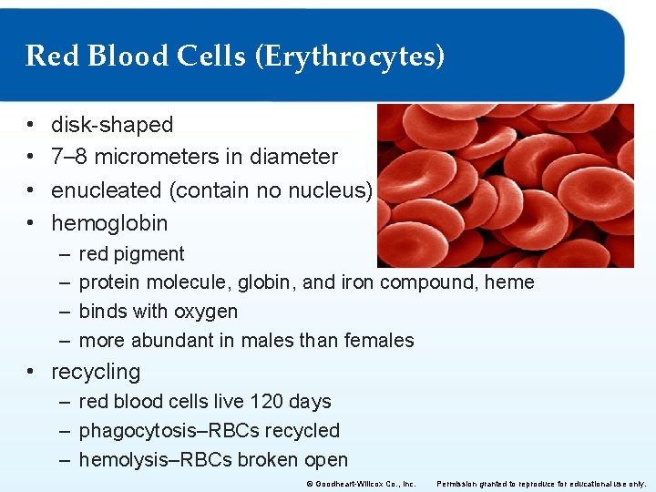 Red Blood Cells (Erythrocytes) • • disk-shaped 7– 8 micrometers in diameter enucleated (contain