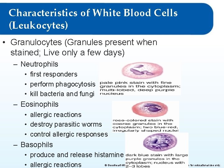 Characteristics of White Blood Cells (Leukocytes) • Granulocytes (Granules present when stained; Live only