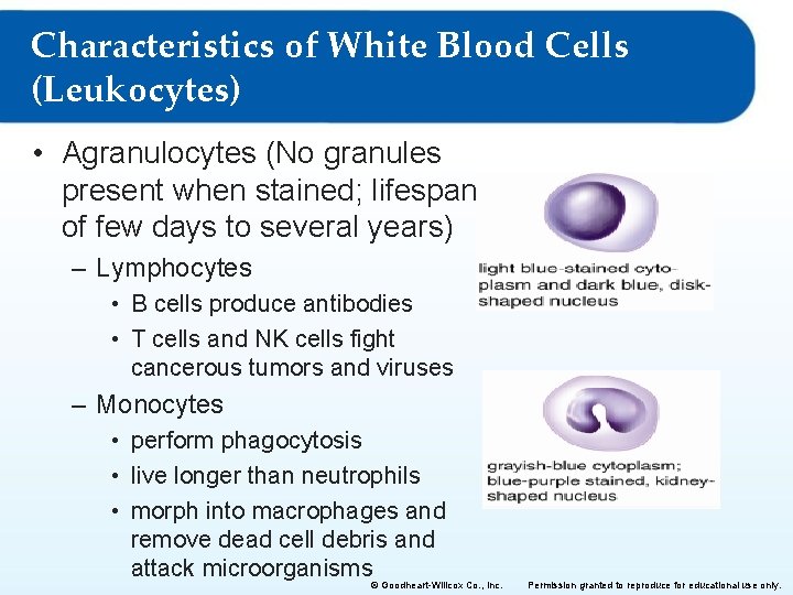 Characteristics of White Blood Cells (Leukocytes) • Agranulocytes (No granules present when stained; lifespan