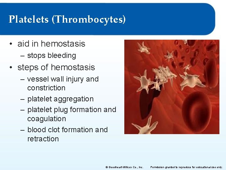 Platelets (Thrombocytes) • aid in hemostasis – stops bleeding • steps of hemostasis –