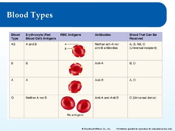 Blood Types © Goodheart-Willcox Co. , Inc. Permission granted to reproduce for educational use