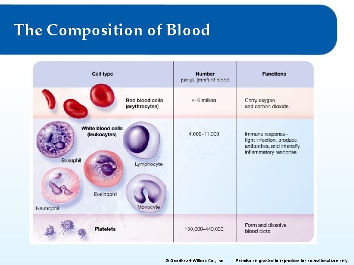 The Composition of Blood © Goodheart-Willcox Co. , Inc. Permission granted to reproduce for