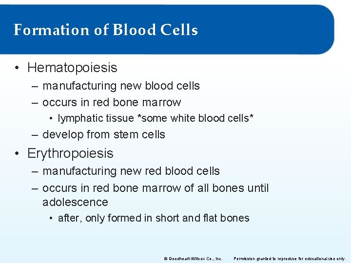 Formation of Blood Cells • Hematopoiesis – manufacturing new blood cells – occurs in